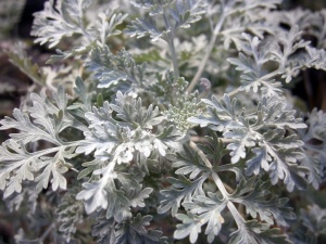 полынь стеллера silver brocade / artemisia stelleriana