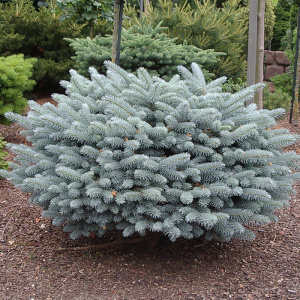 ель колючая глаука глобоза / picea pungens glauca globosa