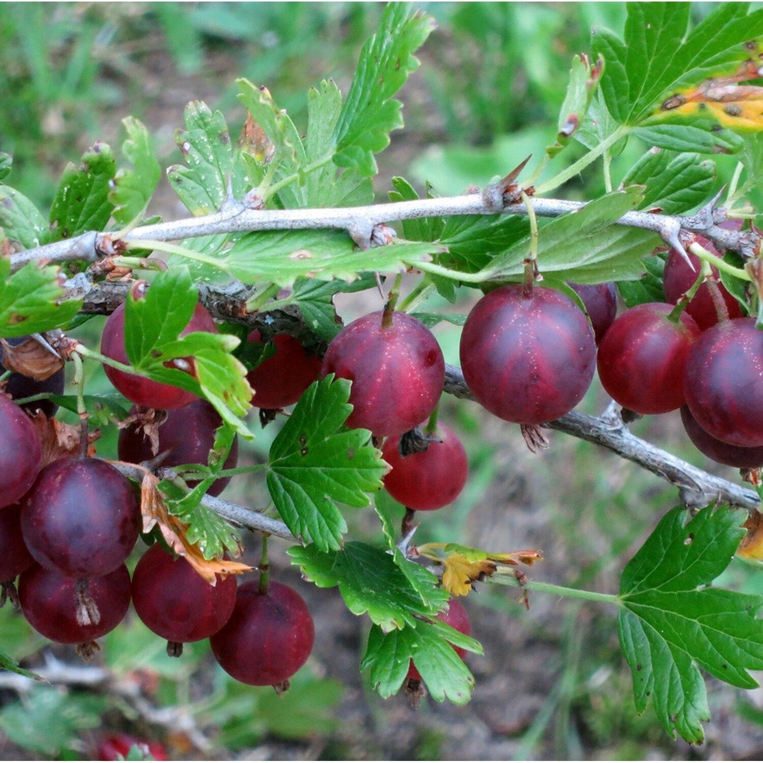 Сорта крыжовника. Крыжовник финик. Крыжовник сорта Консул (сенатор). Крыжовник Краснославянский. Крыжовник бесшипный Консул.