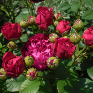 роза английская бенджамин бриттен (benjamin britten)