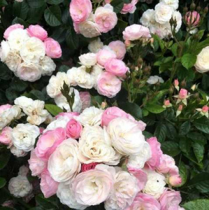 роза букет парфе (bouquet parfait)  мускусная