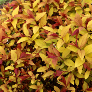 спирея японская pink and gold  / spiraea japonica pink and gold