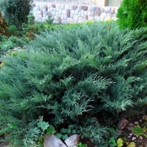 можжевельник средний pfitzeriana glauca / juniperus pfitzeriana pfitzeriana glauca